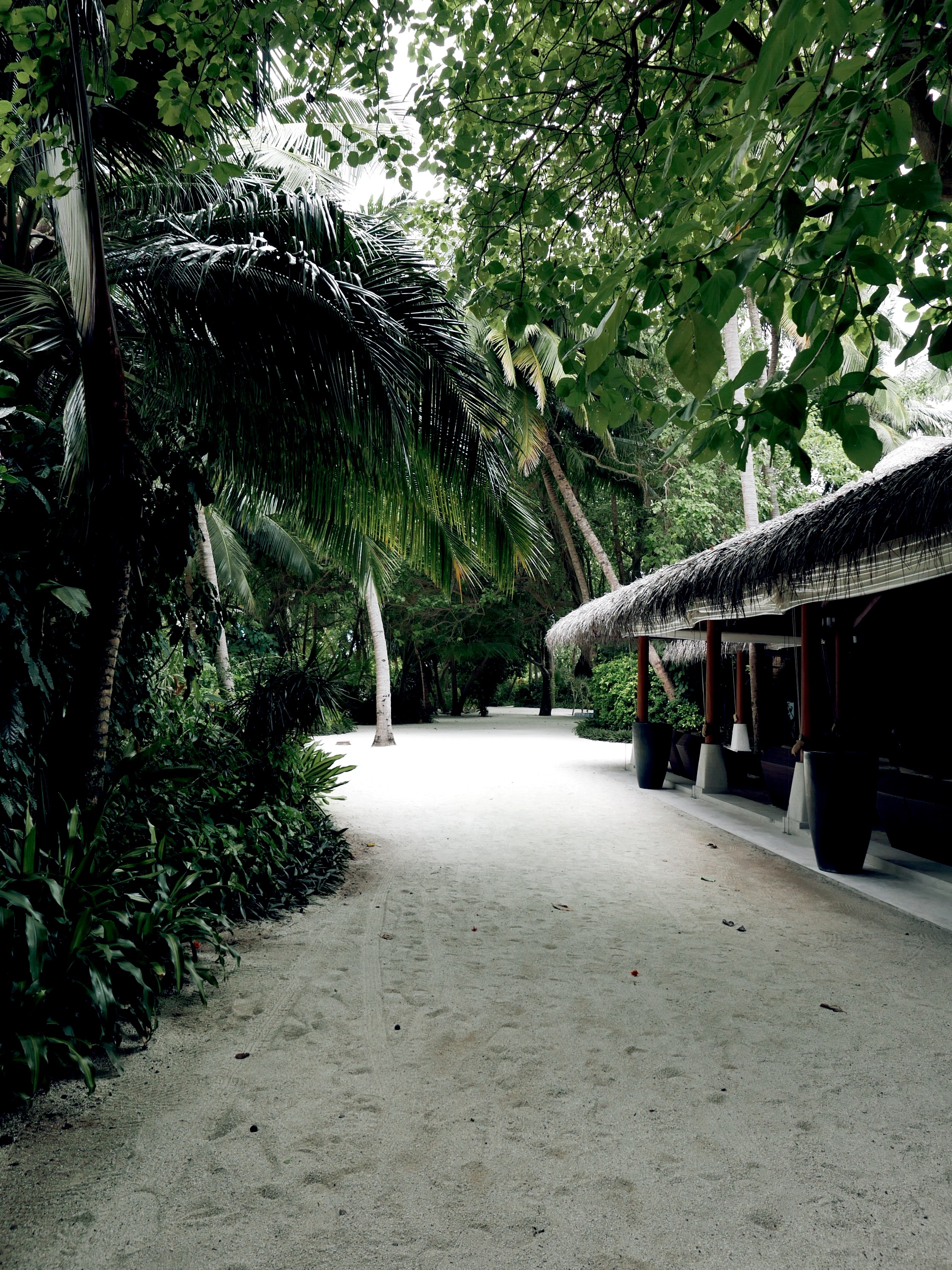 Baros-maldives-palm-trees-january-kuoni
