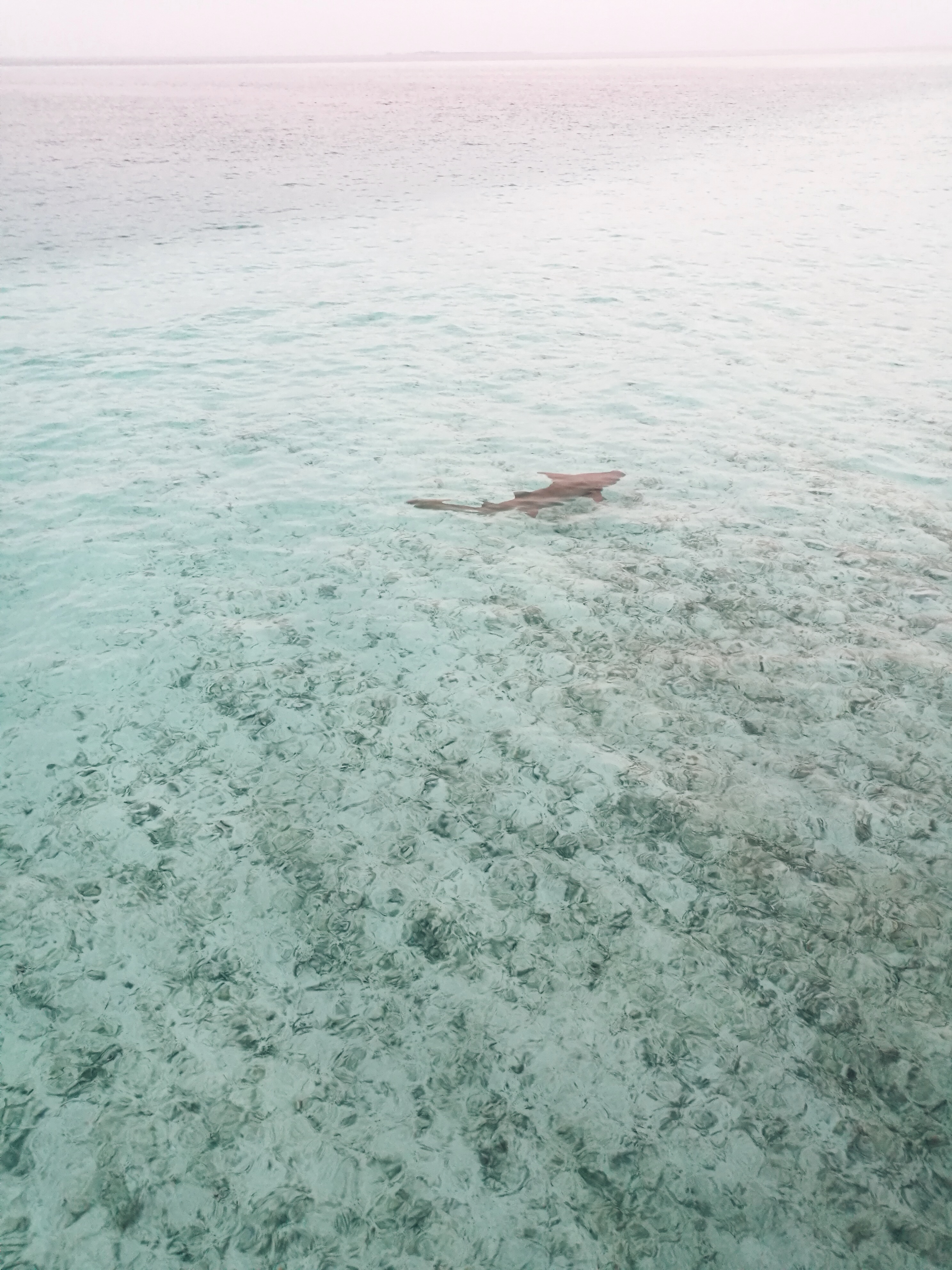 baros-maldives-kuoni-shark